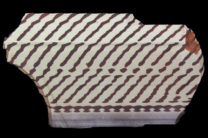 Polished Slab Of Zebra Stone (Ediacaran Microbialite?) #92858